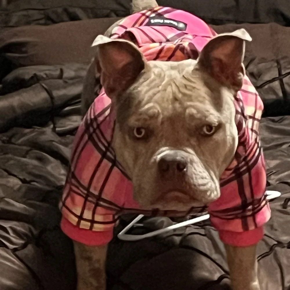 Sweatshirt - Picture 2 of 4